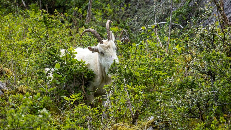 Cashmere Goats