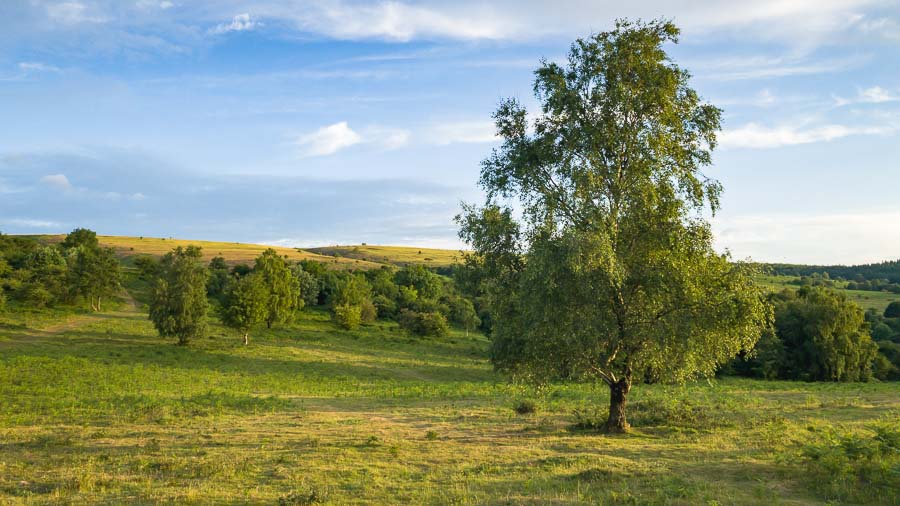 Burrington Ham