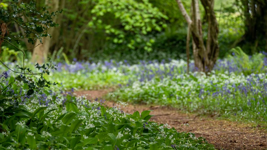 Bluebell footpath